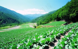 菜园子图片