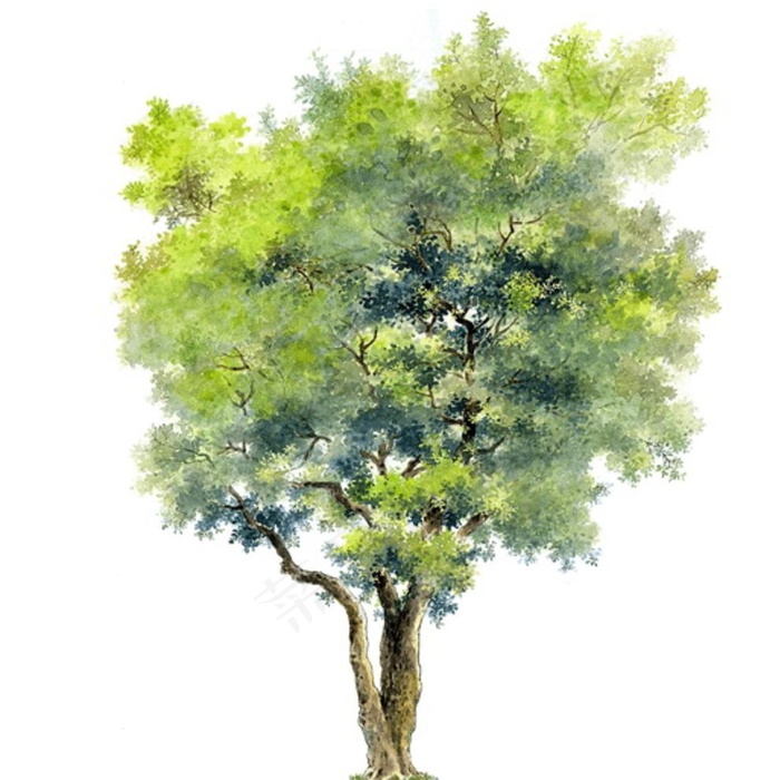 手绘树图片