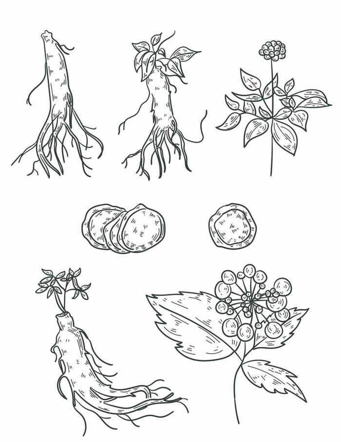 人参线稿图片