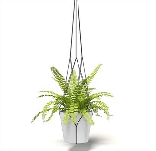 C4D模型 肾蕨图片