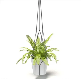 C4D模型 肾蕨图片