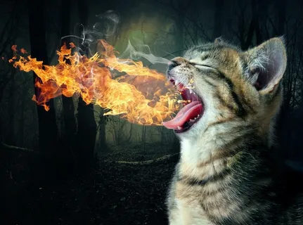 吐火猫图片