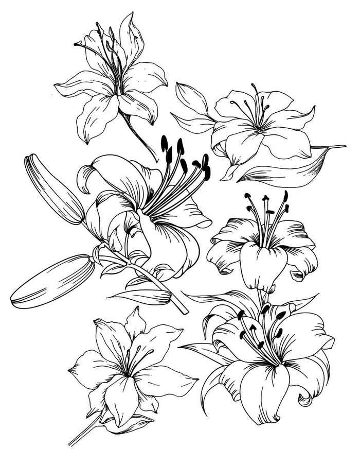 手绘线描百合花图片