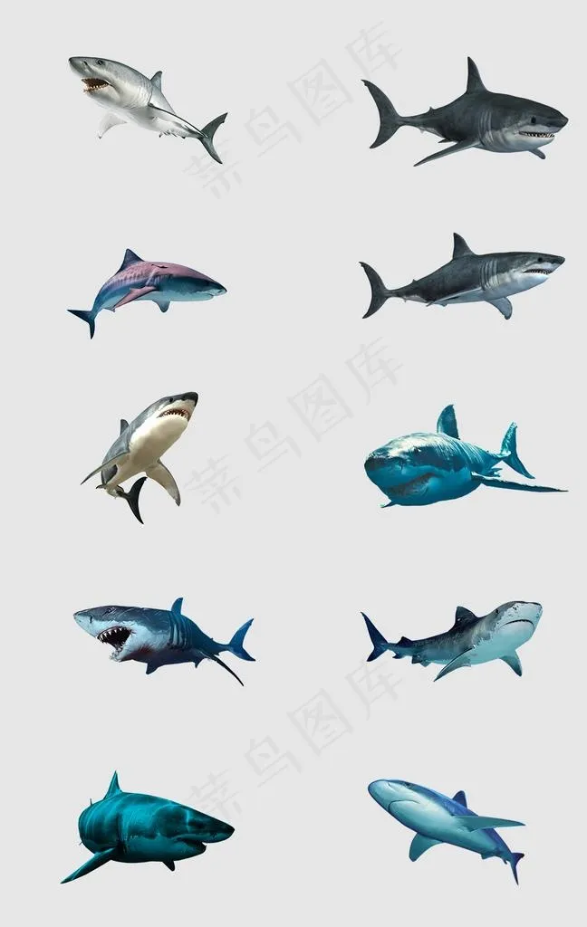 鲨鱼免抠素材图片psd模版下载