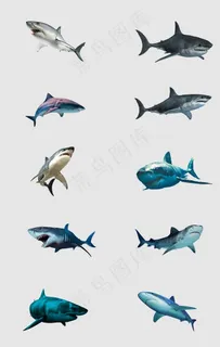 鲨鱼免抠素材图片