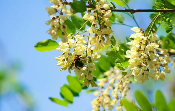 槐花洋槐花图片
