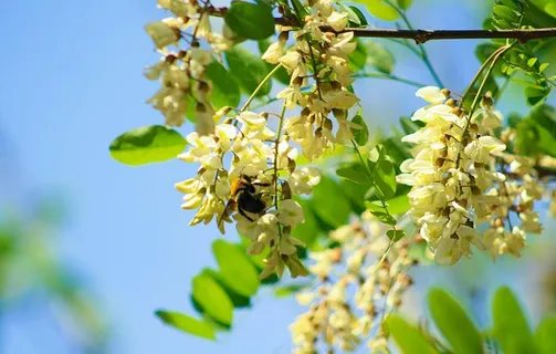 槐花洋槐花图片