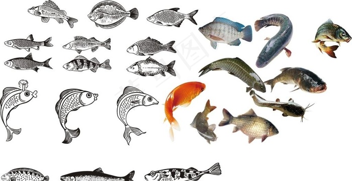 鱼图片