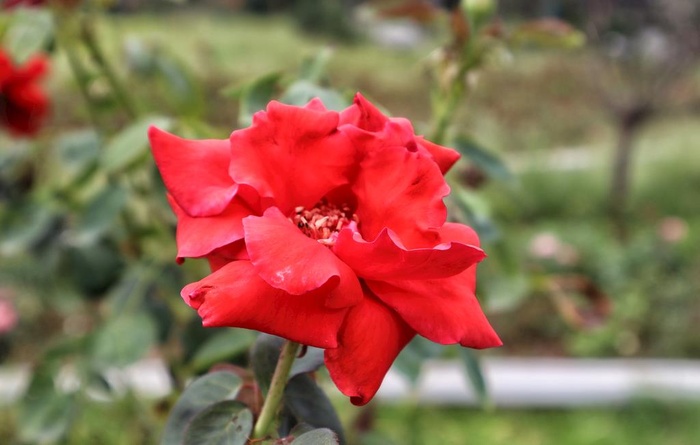 花朵图片