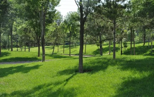 林下草坪：冷季型草坪混播效果图片