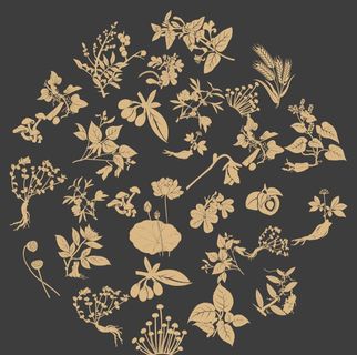 中草药插画图片