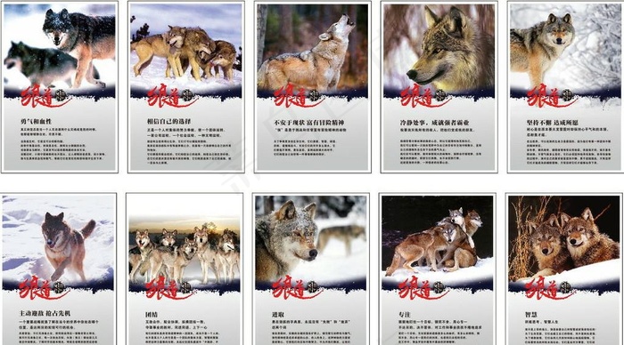 狼性企业文化10副图片cdr矢量模版下载