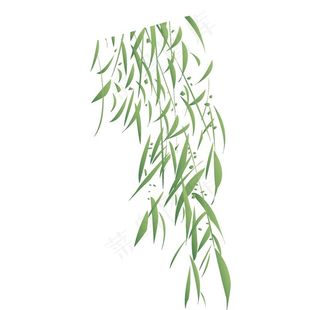 绿色柳树叶图片