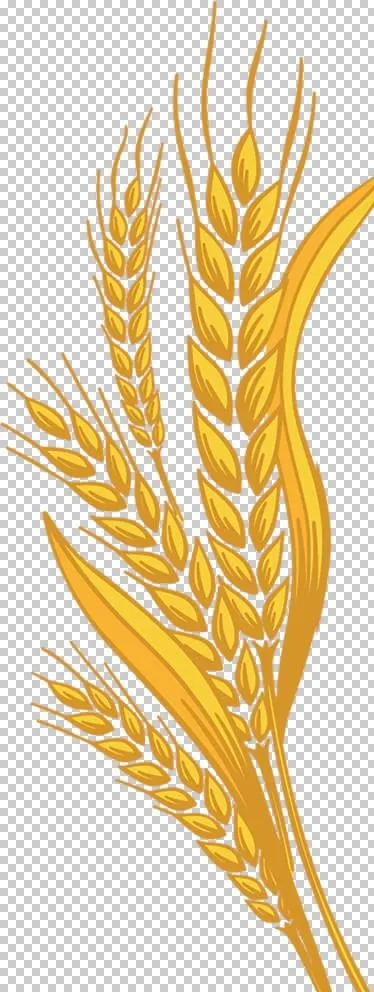 透明小麦png素材图片(1571x3963)