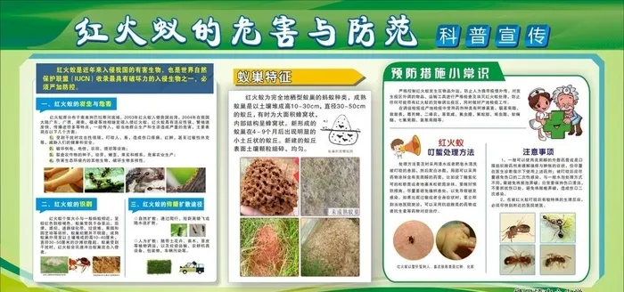 红火蚁图片cdr矢量模版下载