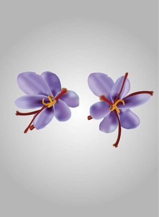 藏红花矢量图图片