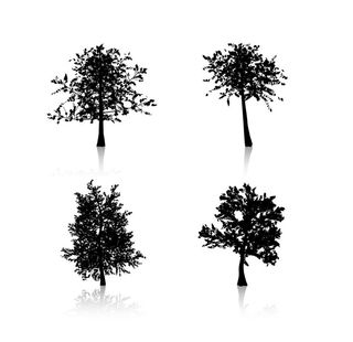 树图片