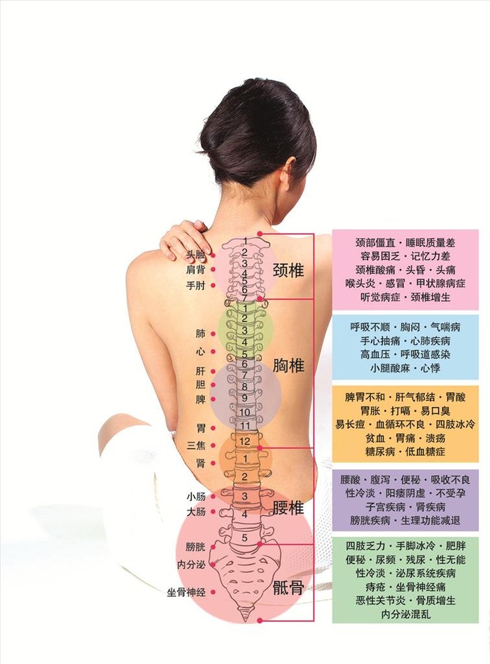 脊柱报建图图片(1292x1547)psd模版下载