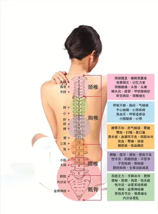 脊柱报建图图片