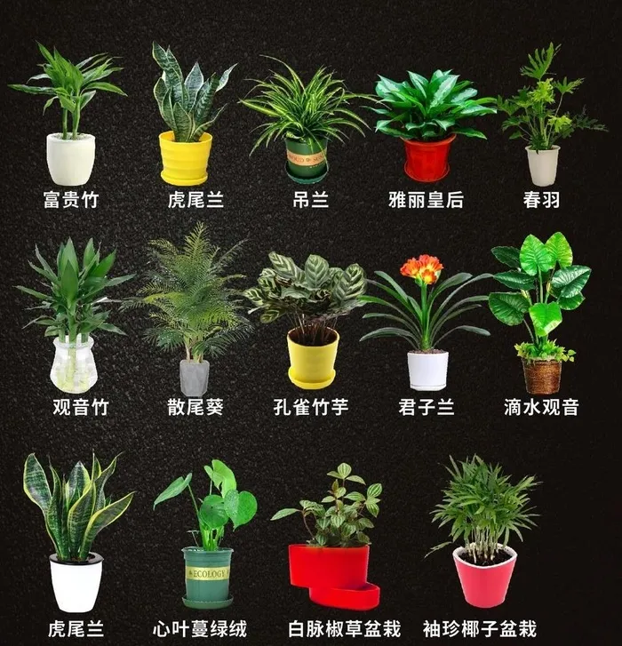 免扣绿植图片cdr矢量模版下载