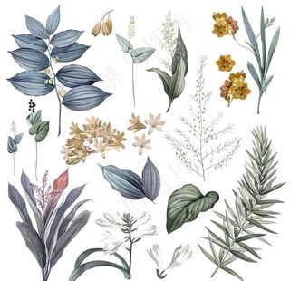 手绘植物图片