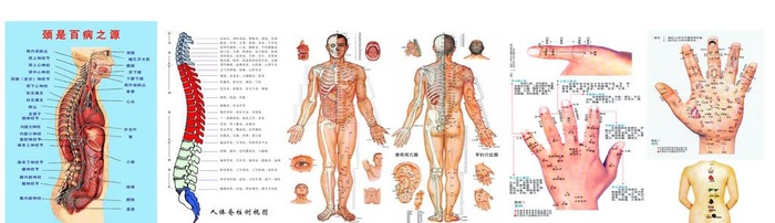 人体经络骨骼,经络,骨骼,穴位,手,脊椎(7752x2480)psd模版下载