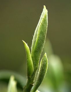 茶芽图片