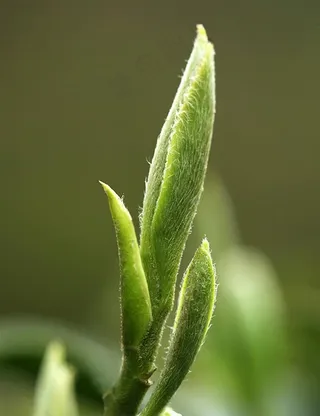 茶芽图片
