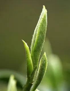 茶芽图片 茶芽图片