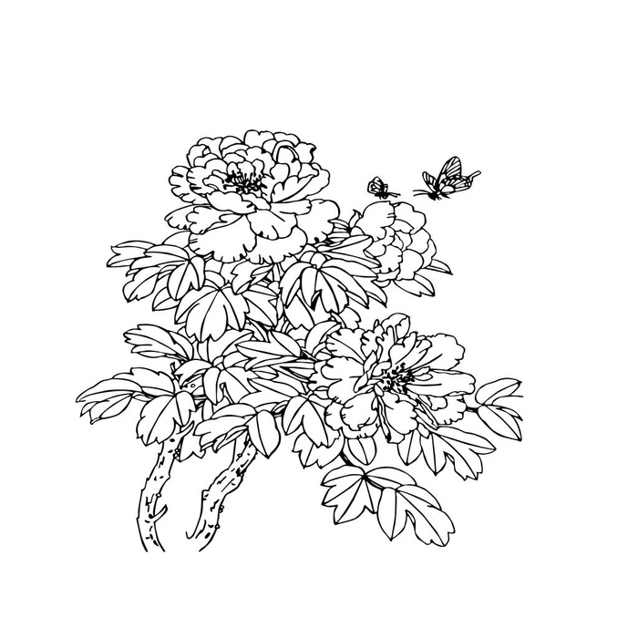 牡丹花手绘图片(2362x2362)psd模版下载