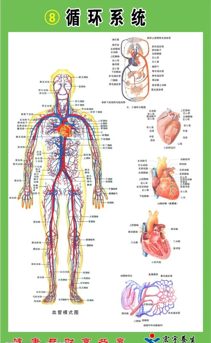 循环系统图片psd模版下载