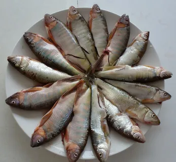 小河鱼图片 小河鱼图片
