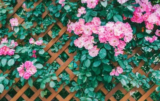 盛开的鲜花图片