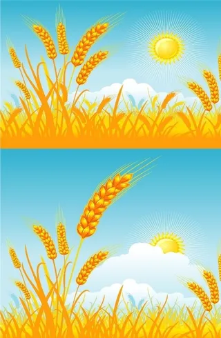 麦穗稻谷插图图片