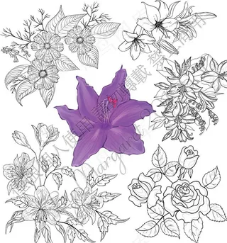 白描勾线花朵图片