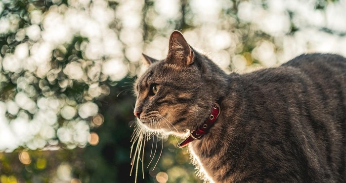 猫咪壁纸图片