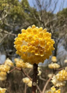 结香花图片 结香花图片