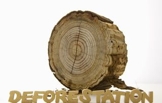 木纹 森林砍伐图片