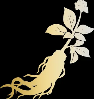 人参矢量图免抠png素材图片