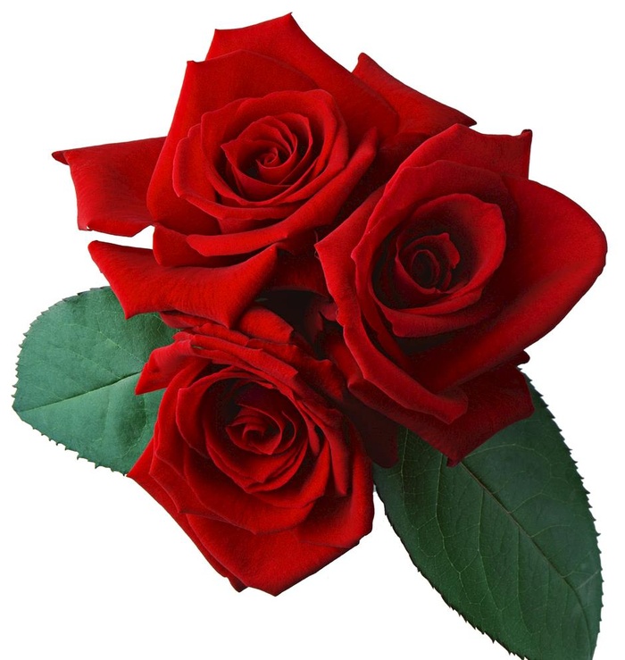 玫瑰花图片(2094x2280)psd模版下载