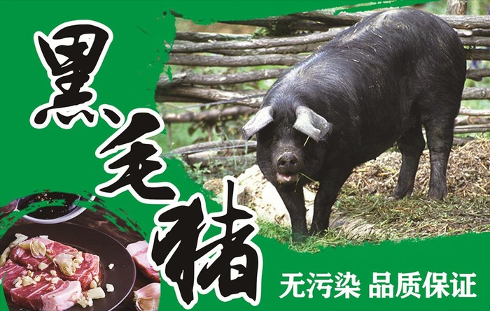 黑毛猪宣传图片