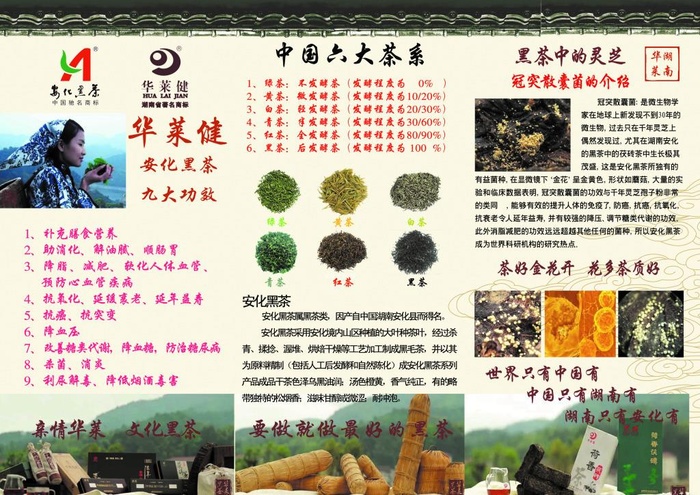 华莱健安化黑茶宣传彩页图片