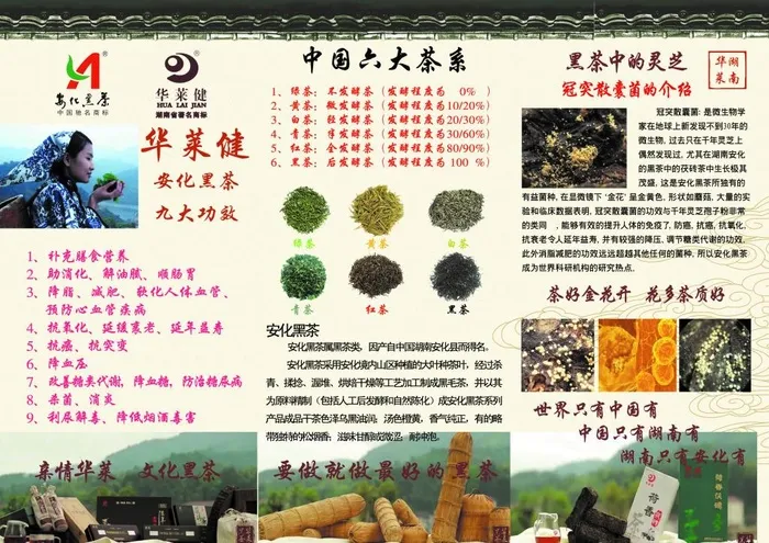 华莱健安化黑茶宣传彩页图片(3390x2502)psd模版下载