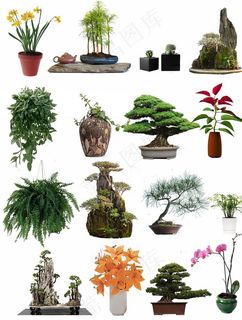 绿植盆栽免抠图图片 绿植盆栽免抠图图片
