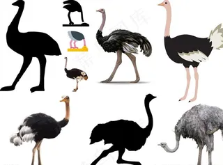 鸵鸟png免扣高清素材图片