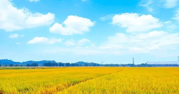 蓝天下的秋日稻田稻谷图片