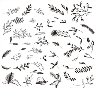 黑白素描花卉植物图片