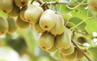 红心猕猴桃图片