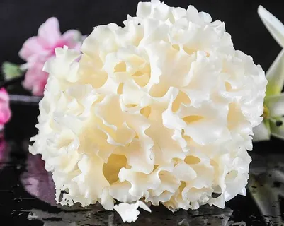 绣球菌图片 绣球菌图片