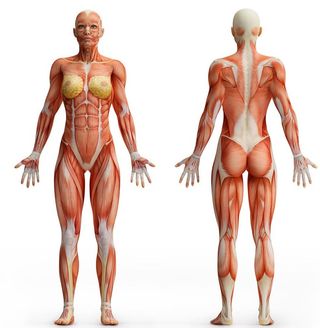 人体标本素材下载图片